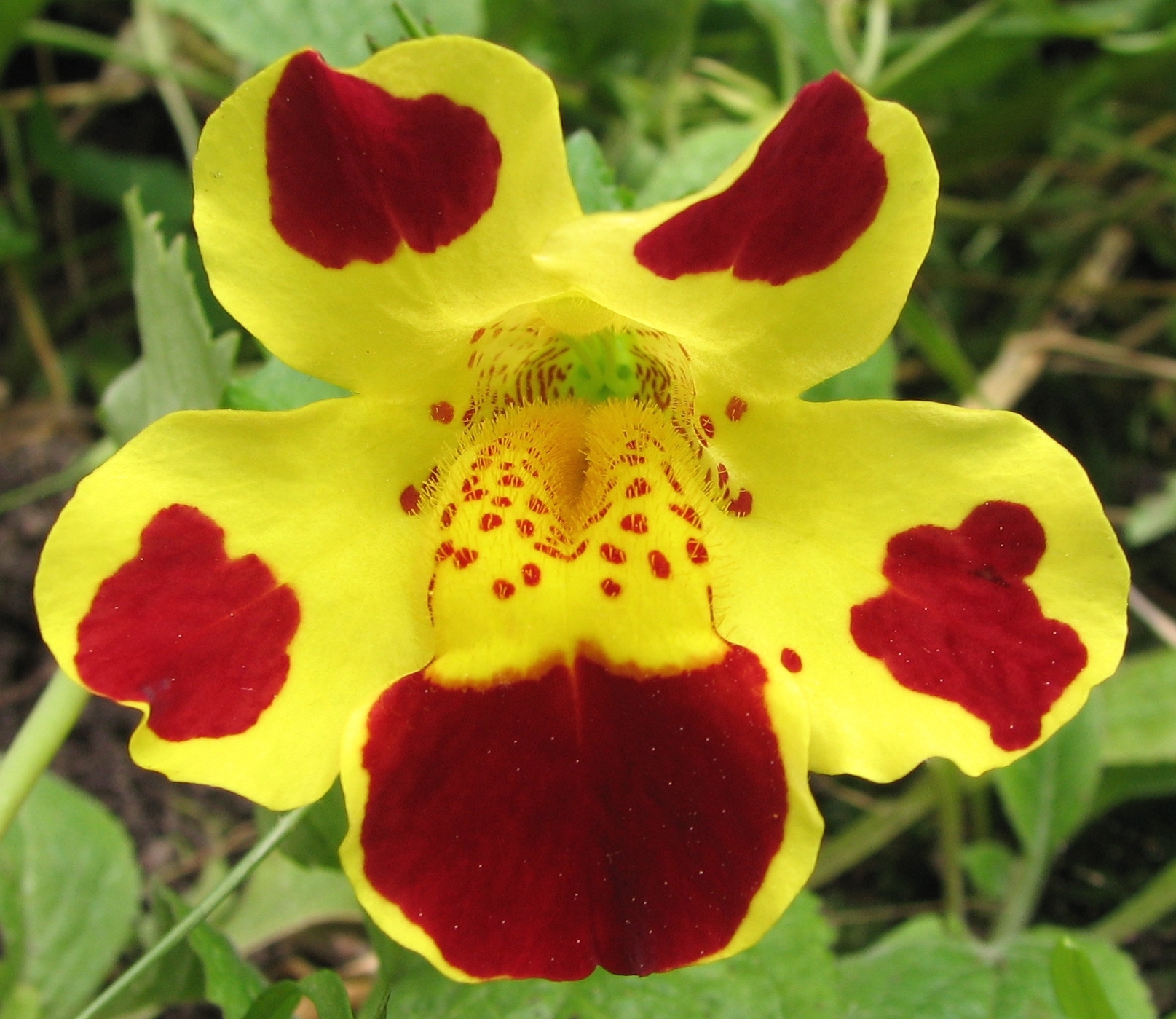 Mimulus luteus 'Queen's Prize'